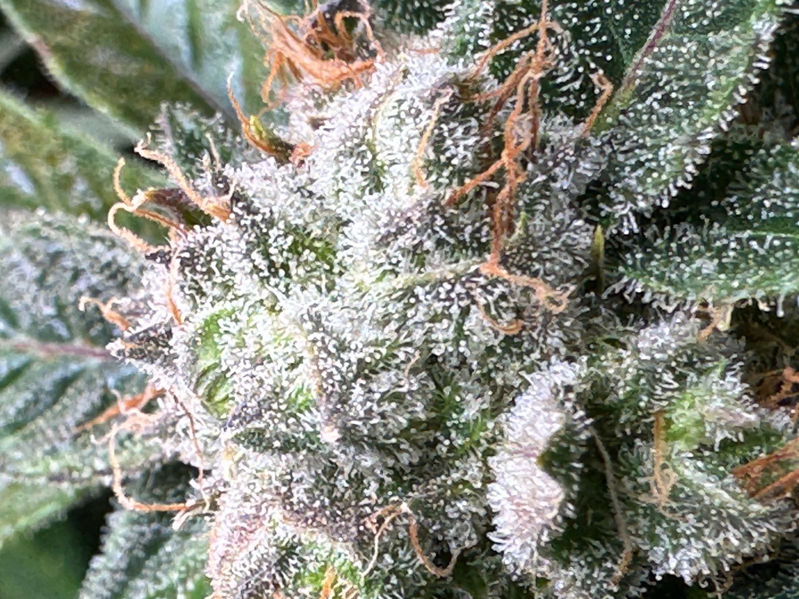 Blüte aus der Eurogrowbox